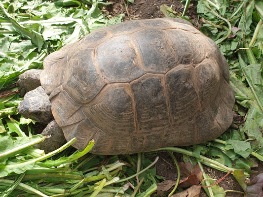 Testudo Graeca abzugeben