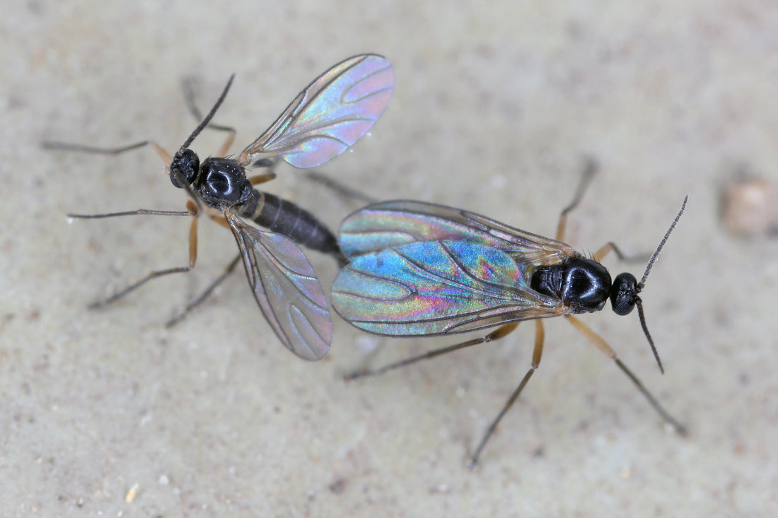 Kleine schwarze Fliegen