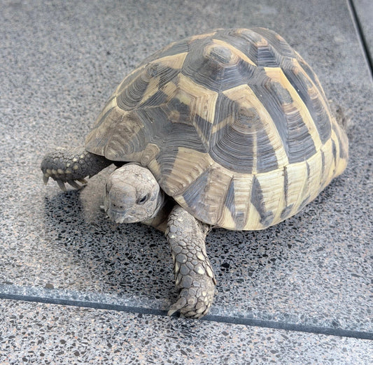 Griechische Landschildkröte - weiblich - 2010