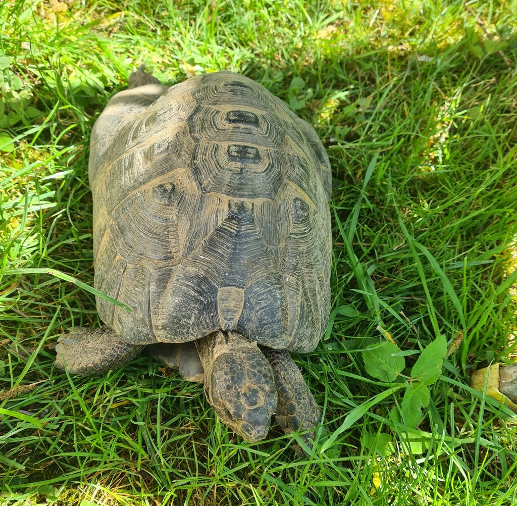Verkaufe Maurische Landschildkröte NZ 2002