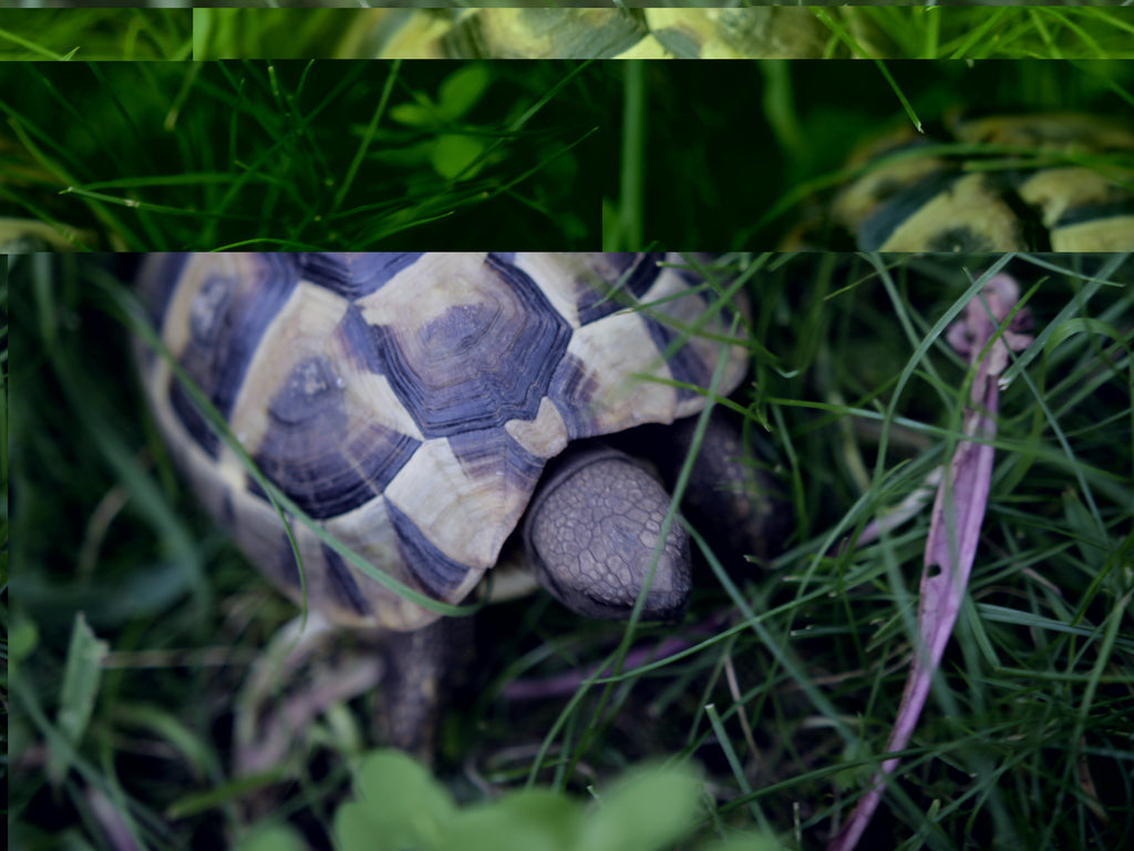 Griechische Landschildkröte NZ 2022