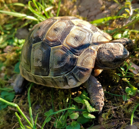 Maurische Landschildkröten NZ 2025
