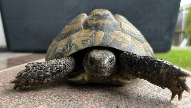 Griechische Landschildkröte