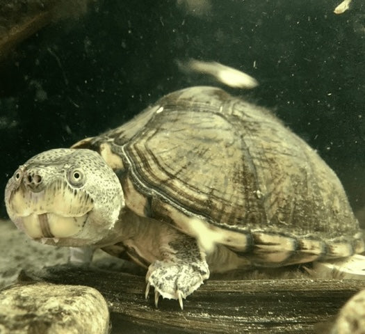 Sternotherus carinatus (Dach-Moschusschildkröte) zu verkaufen