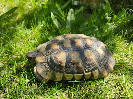 Breitrandschildkröten (NZ 07/2019) abzugeben