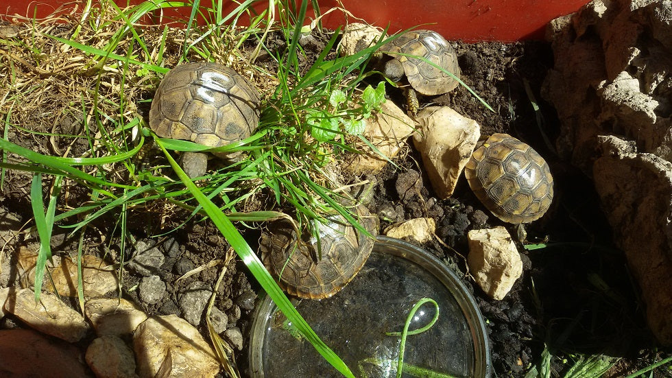 NZ22 Griechische Landschildkröten thb