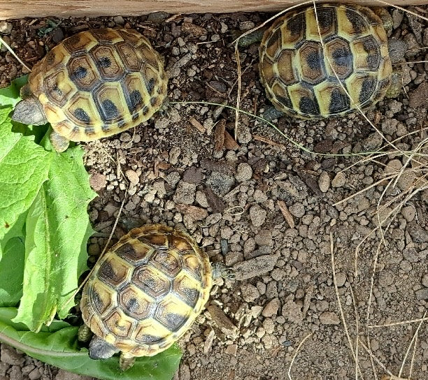 Griechische Landschildkröten NZ 2024 aus Tierarztzucht zu verkaufen