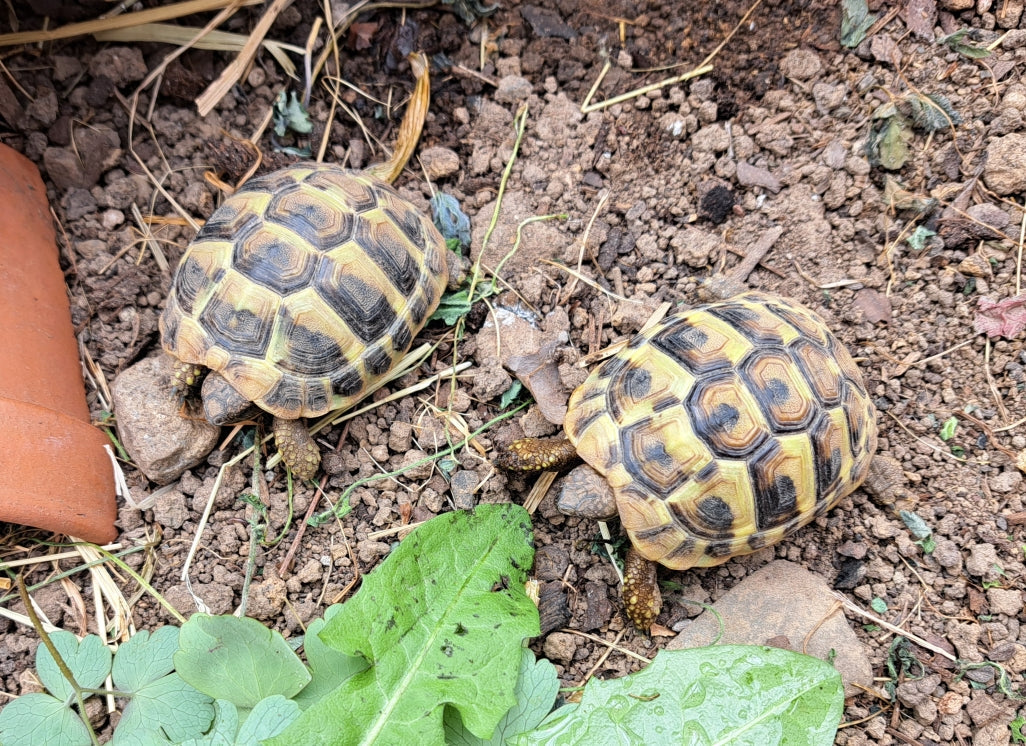 Zwei Griechische Landschildkröten Testudo Hermanni NZ 2024 aus Tierarztzucht zu verkaufen