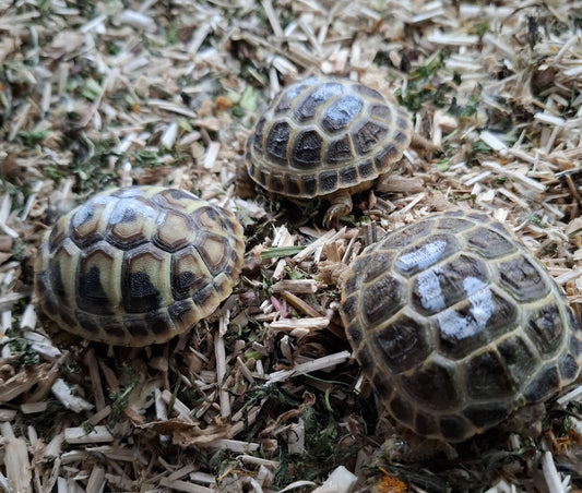 Griechische und Vierzehnschildkröten