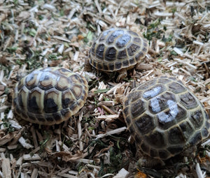 Griechische und Vierzehnschildkröten