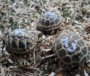 Verkaufe griechische Landschildkröten NZ 24