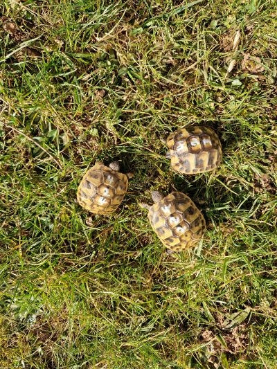 Griechische Landschildkröten NZ 24