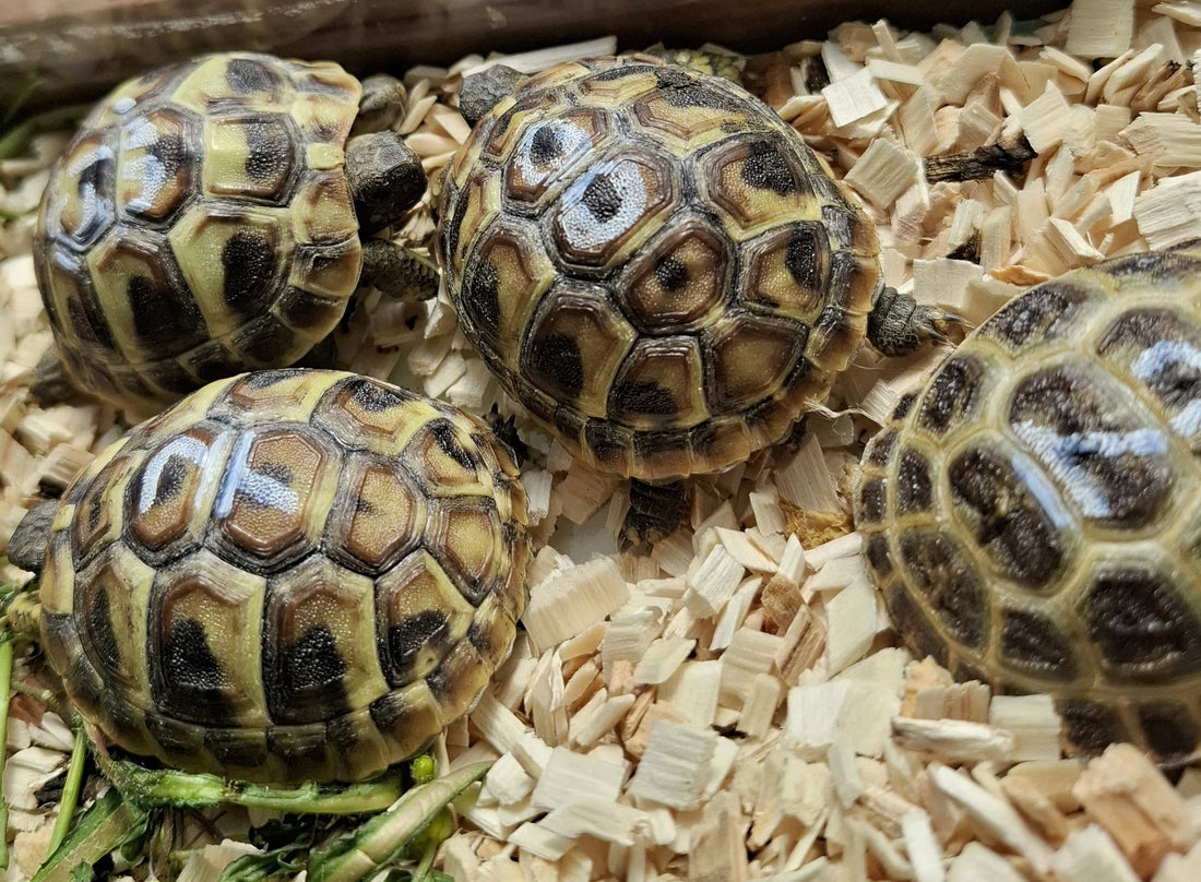 Griechische Landschildkröten