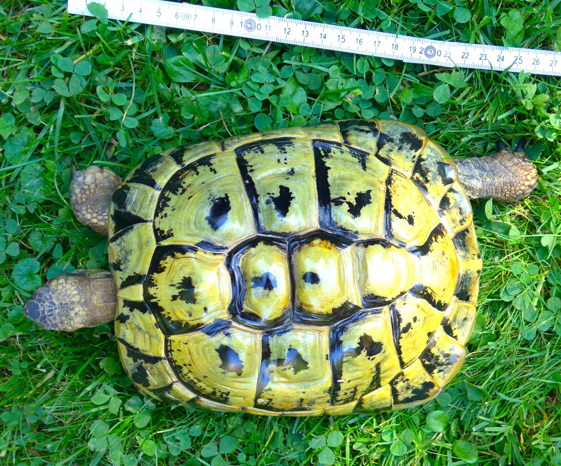 Griech. Landschildkröte, weiblich, 23 Jahre alt