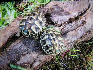 Griechische Landschildkröten NZ 2024 zu verkaufen