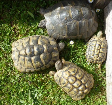 3 Griechische und eine Maurische Landschildkröten zu verkaufen