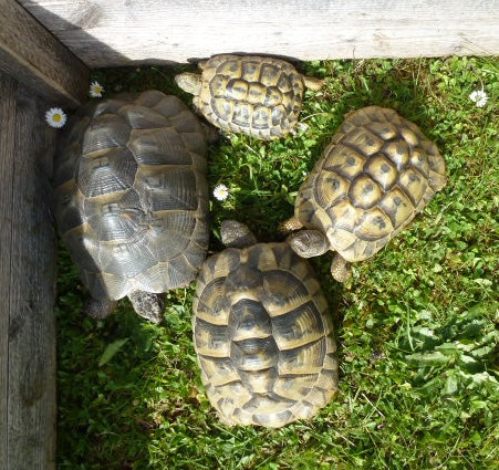 Maurische und 3 Griechische Landschildkröten zu verkaufen