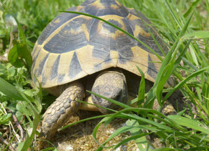 Griechische Landschildkröten, weiblich, männlich