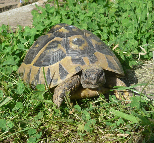 Griechische Landschildkröte, weiblich