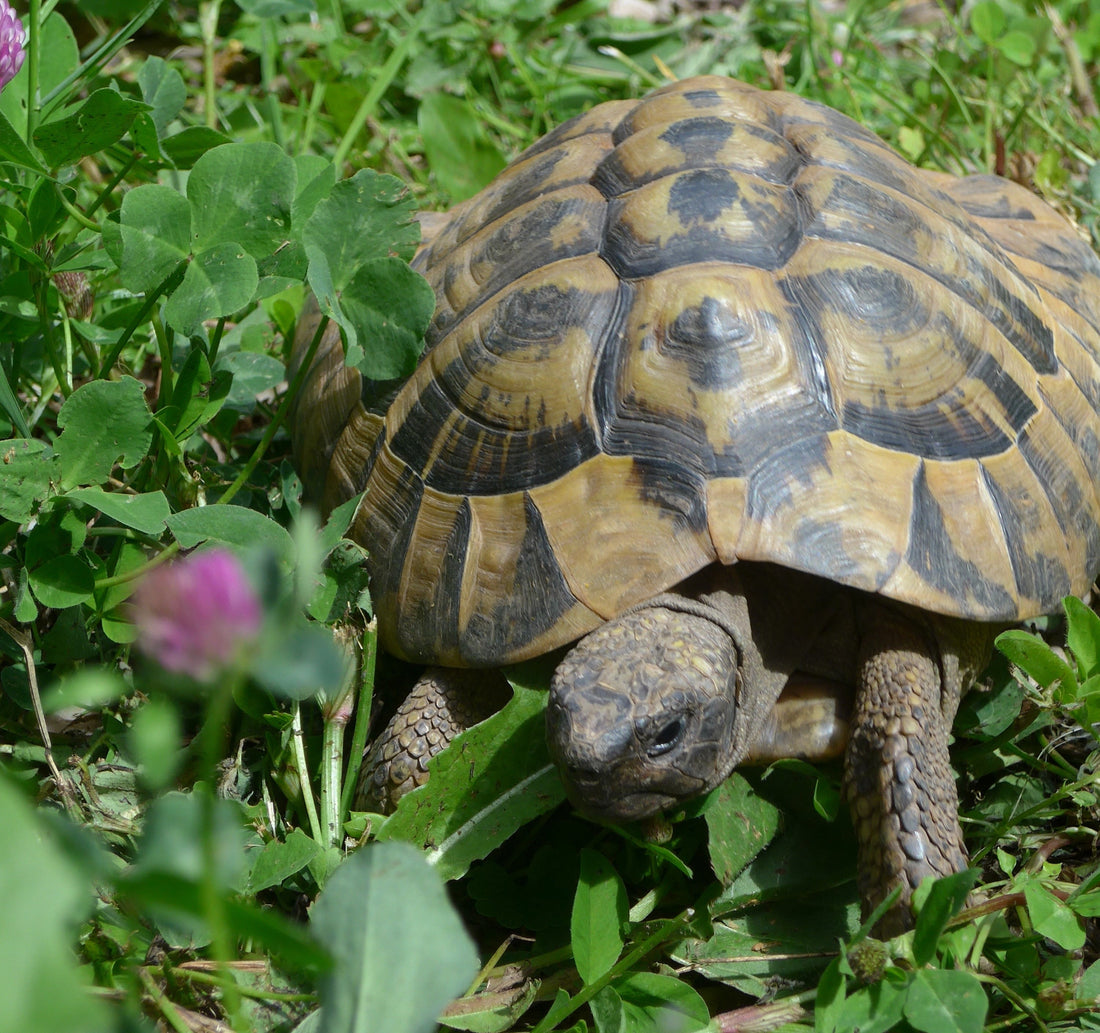 Griechische Landschildkröte, männlich