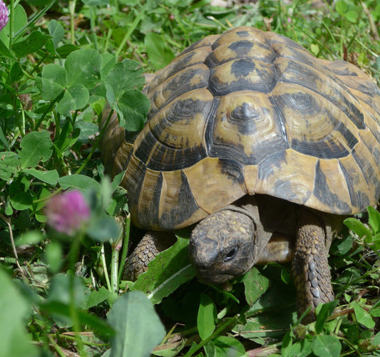 Griechische Landschildkröte, männlich
