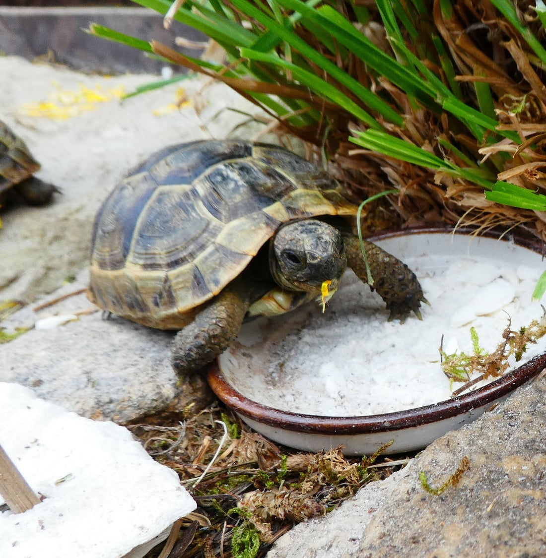 Maurische Landschildkröten Babys NZ 2023 zu verkaufen