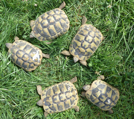 Griechische Männerbande - 5 männliche Landschildkröten von 2020 zu verkaufen - Cites vorhanden