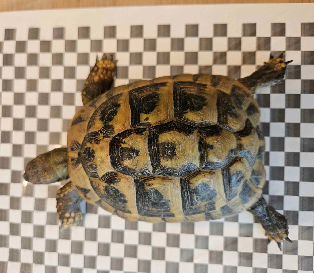 Griechische Landschildkröten aus Eigenzucht (Zuchtauflösung)