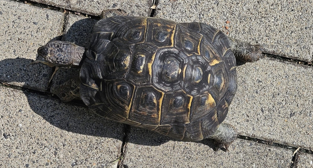 Maurische Landschildkröte - männlich, 31 Jahre mit Papiere