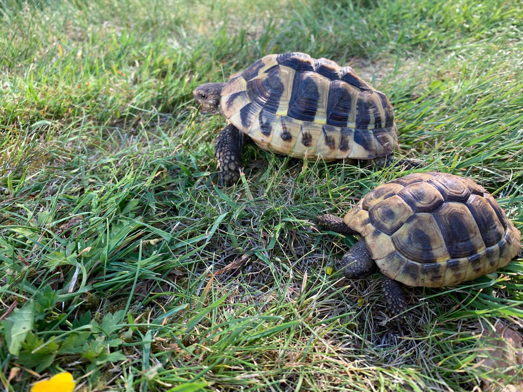 Griechische Landschildkröte