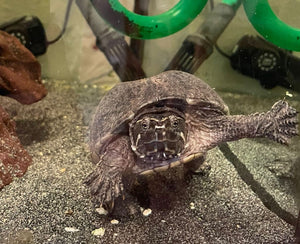 Wasserschildkröte sucht Neues zu Hause