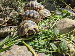 Griechische Landschildkröten (thb) NZ2023