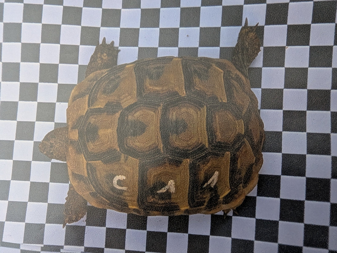 Griechische Landschildkröten, THB, NZ 2020