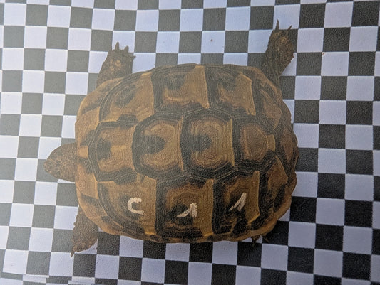 Griechische Landschildkröten, THB, NZ 2020