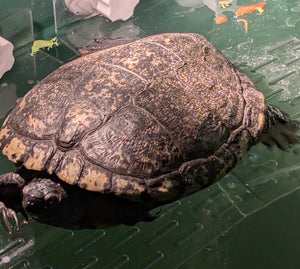 Wasserschildkröte zu verkaufen