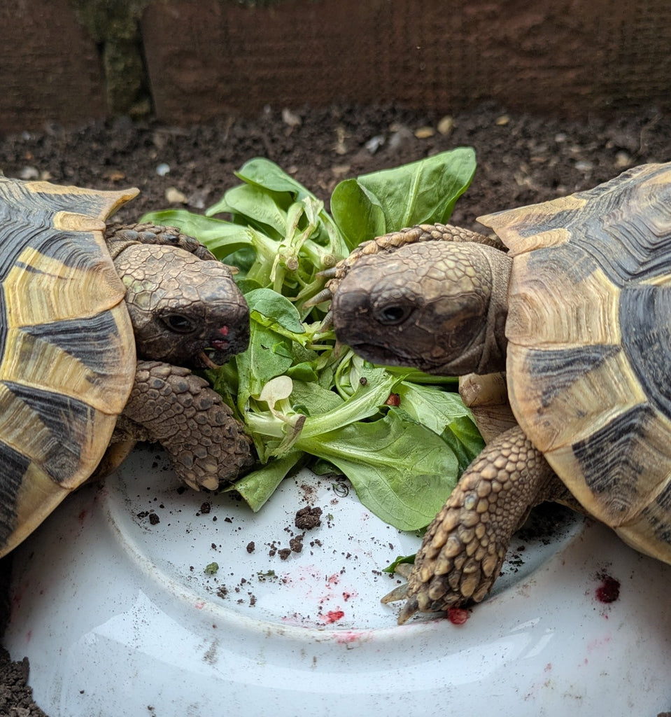 Griechische Landschildkröten von 2018 zu verkaufen