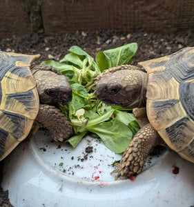 Griechische Landschildkröten von 2018 zu verkaufen