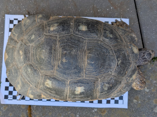 Breitrandschildkröte weiblich ca. 55 Jahre alt