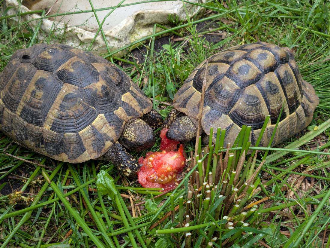 Zwei Schildkröten suchen ein neues Zuhause