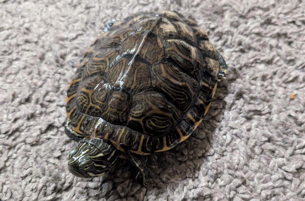 4 Schmuckschildkröten in liebevolle Hände abzugeben