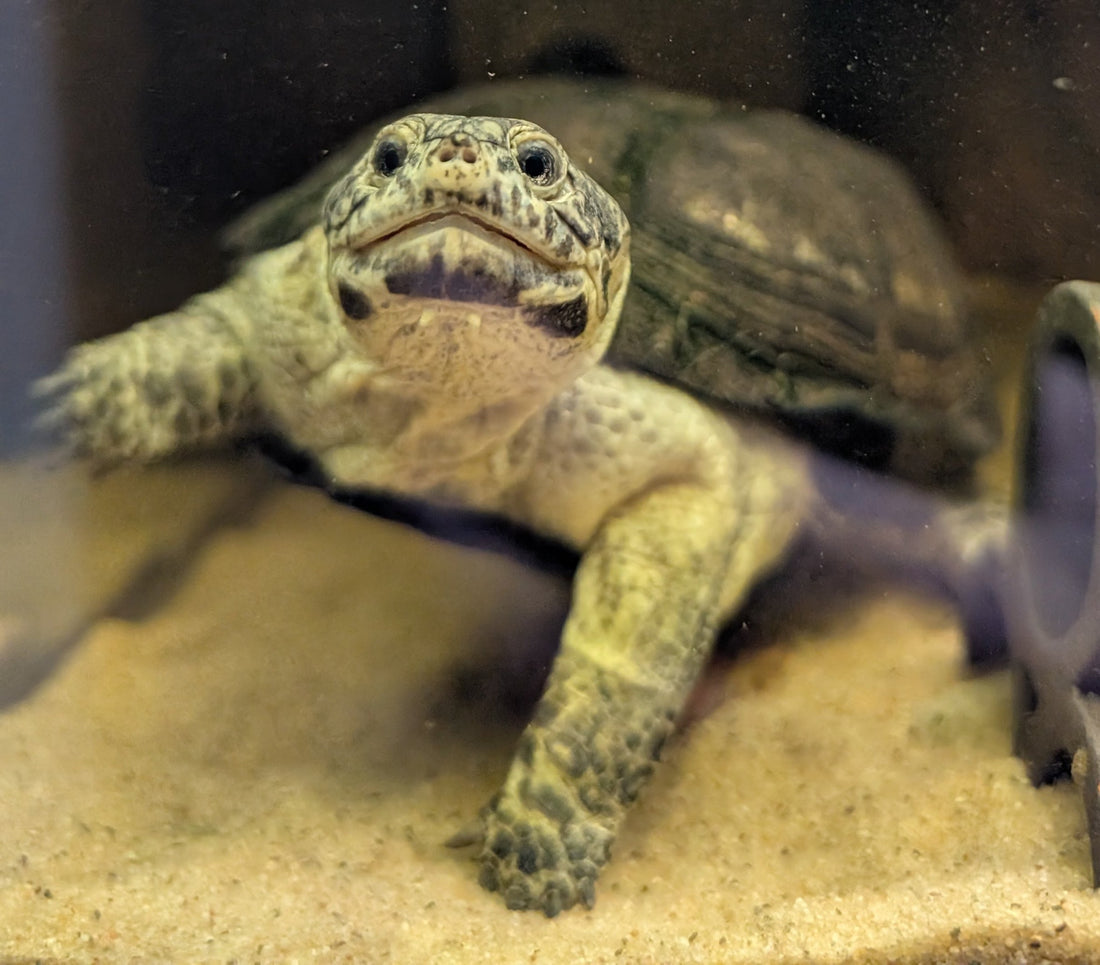 Zwergklappbrust - Tropische Wasserschildkröte abzugeben