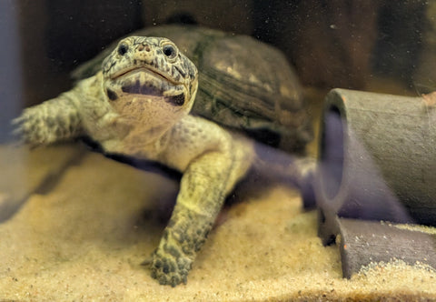 Pelusios Nanus - Tropische Wasserschildkröte abzugeben