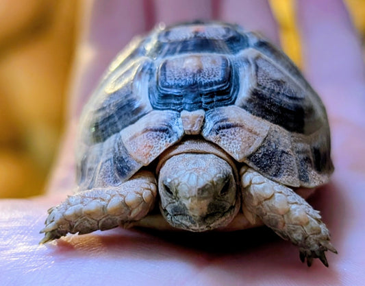 Ägyptische Landschildkröte