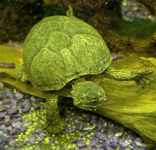 2 Moschusschildkröten