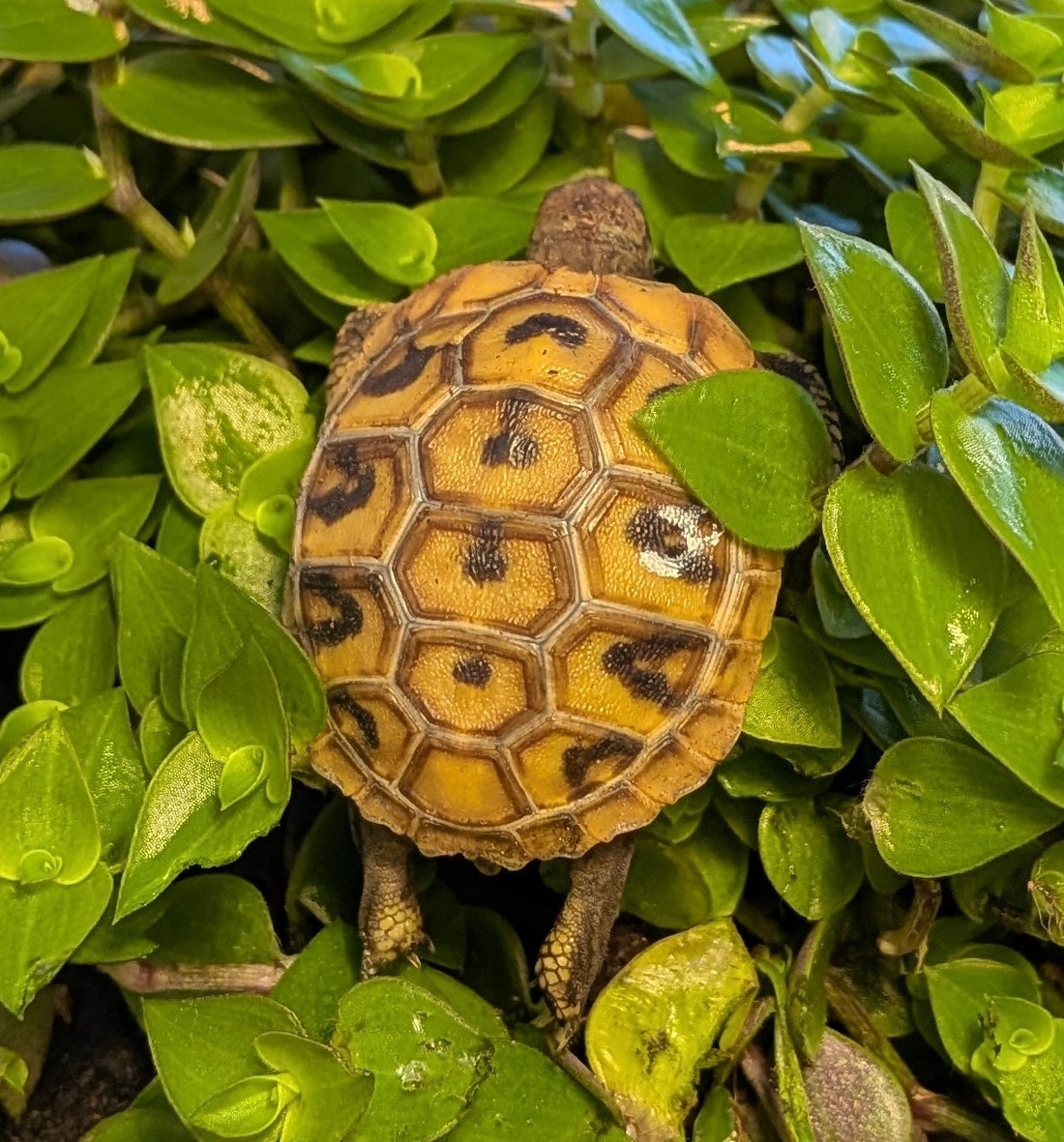 Dringend abzugeben Griechische Landschildkröten+ Frühgehege