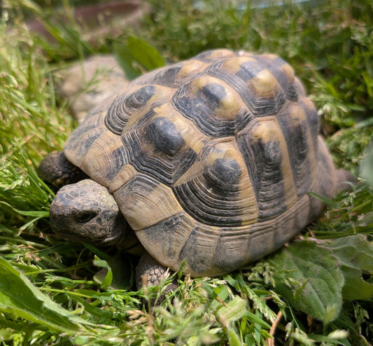 Männliche Landschildkröten von 2018 abzugeben