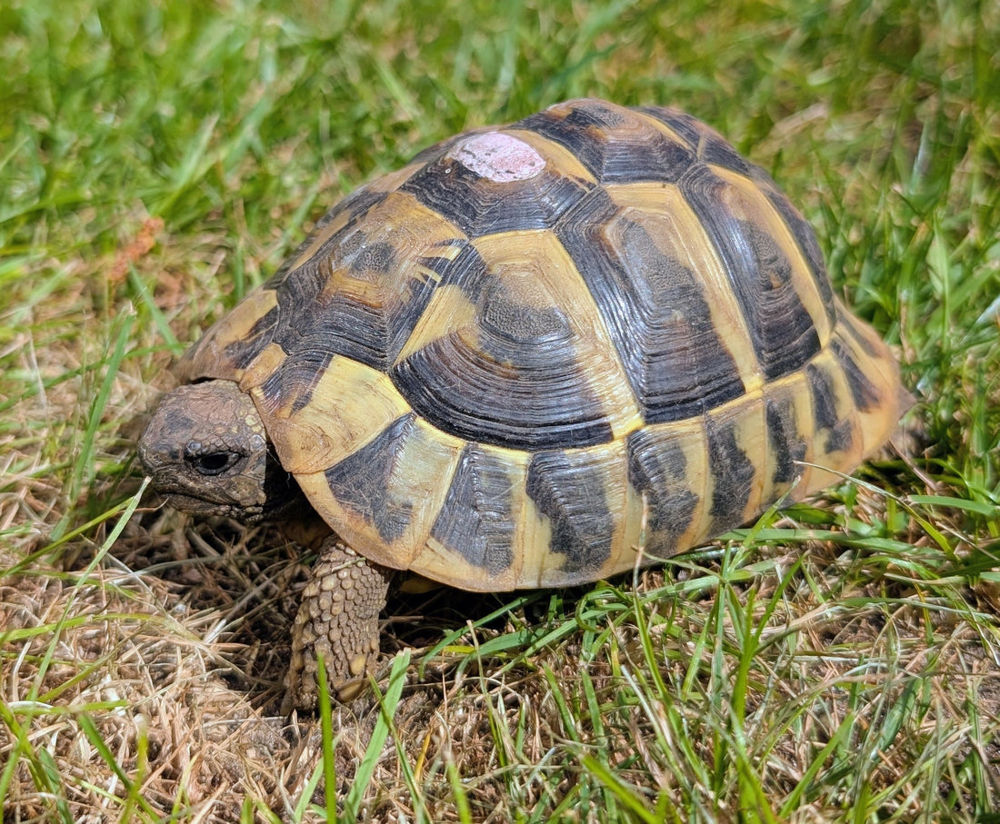 Testudo hermanni boettgeri Männchen abzugeben
