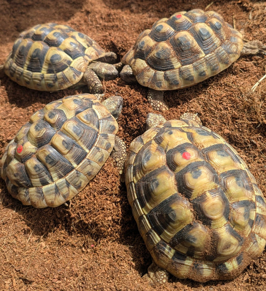 Griechische Landschildkröten, 2x weiblich, 2x männlich 2021