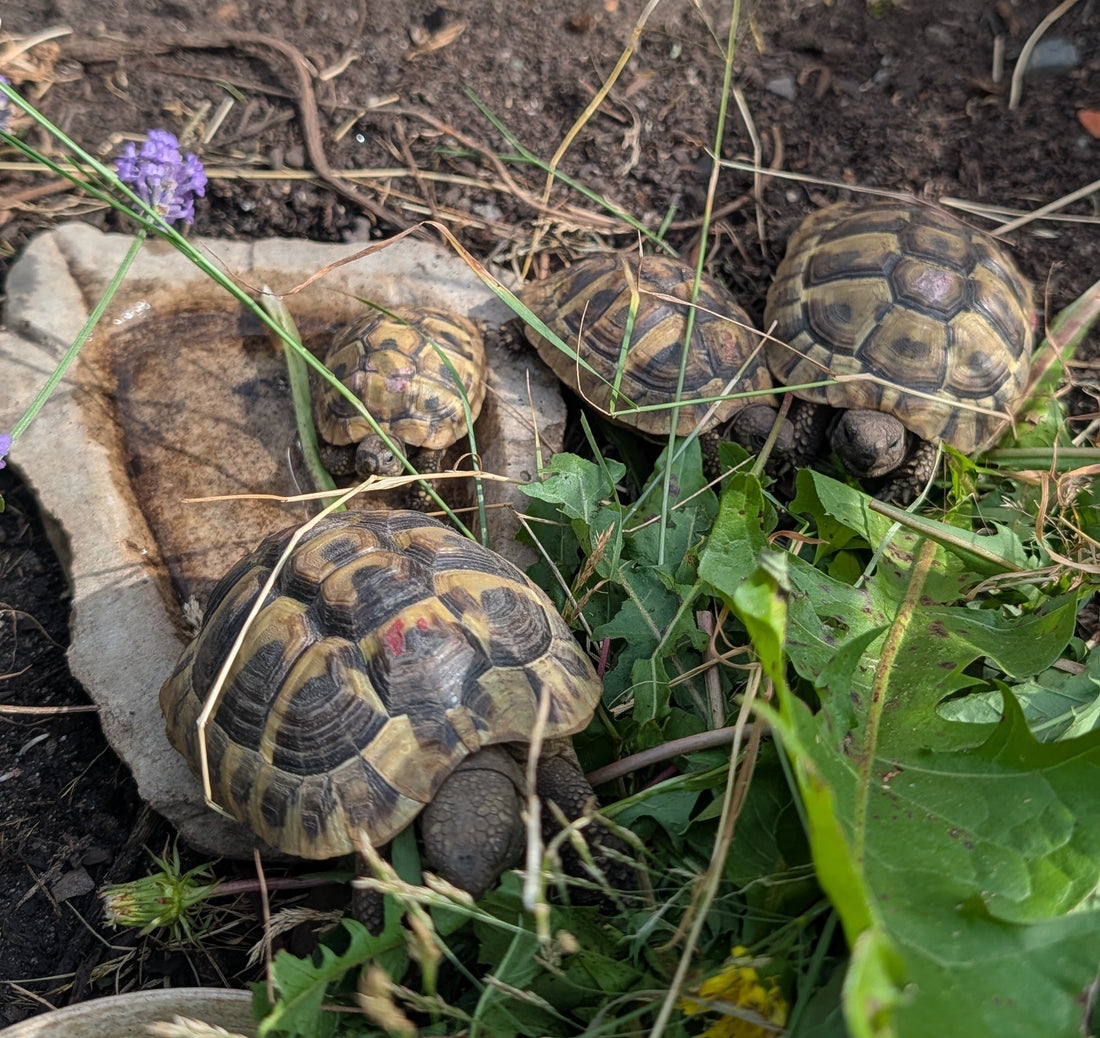 Aufgabe der Zucht griechische Landschildkröte