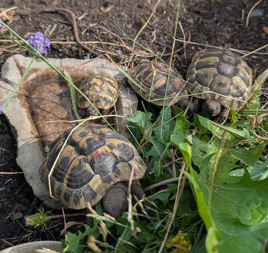 Aufgabe der Zucht griechische Landschildkröte